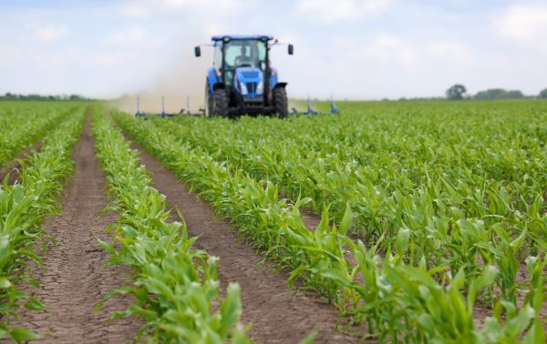 A blue tractor plowing a large field of young green crops under a bright sky.